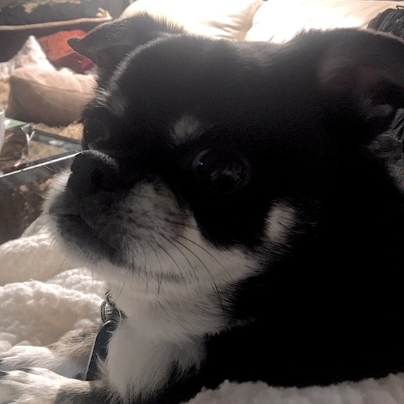 Meet your Posher, Pamela aka “PJ” - Picture 4 of 13